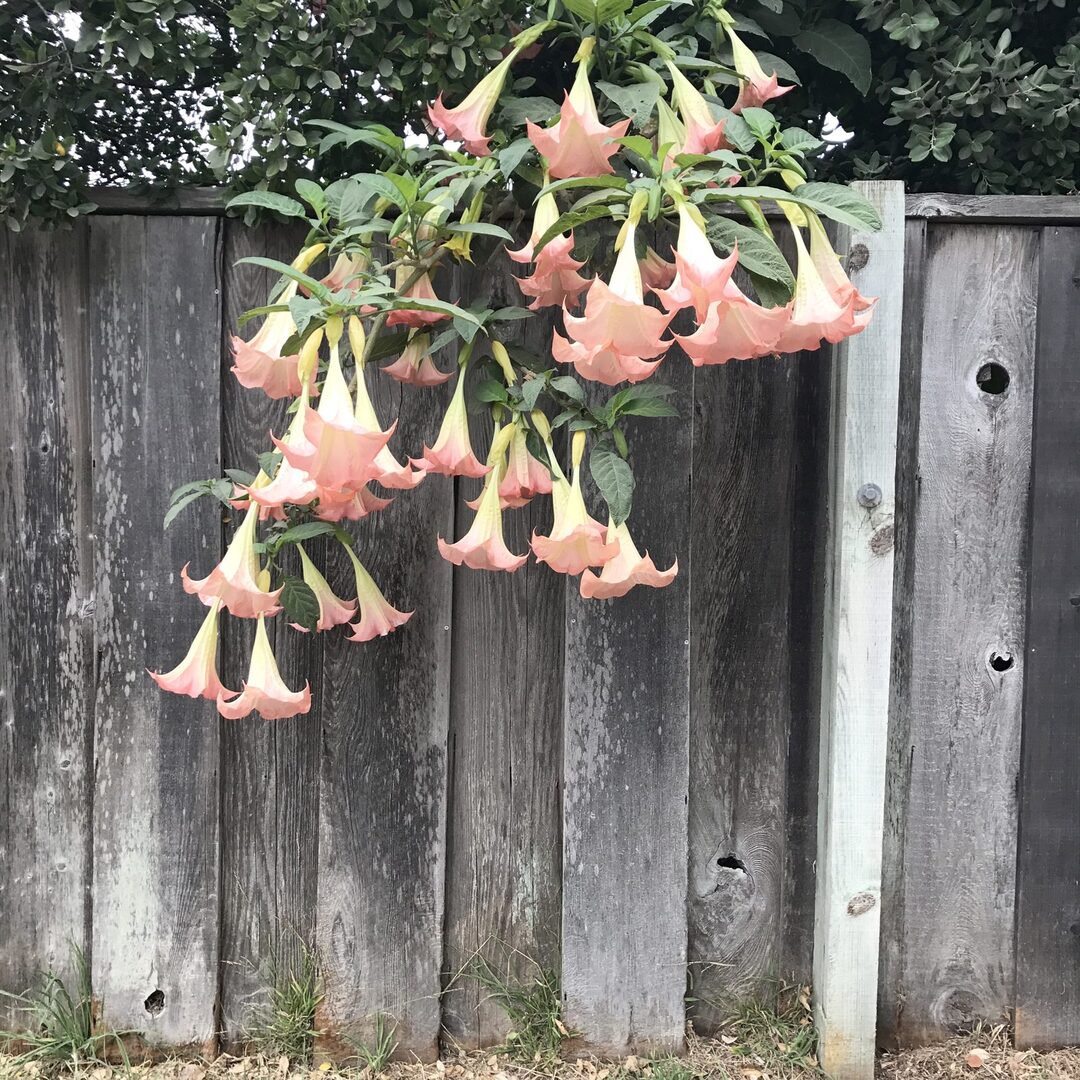 Angel's trumpet flowers draping over a weathered fence