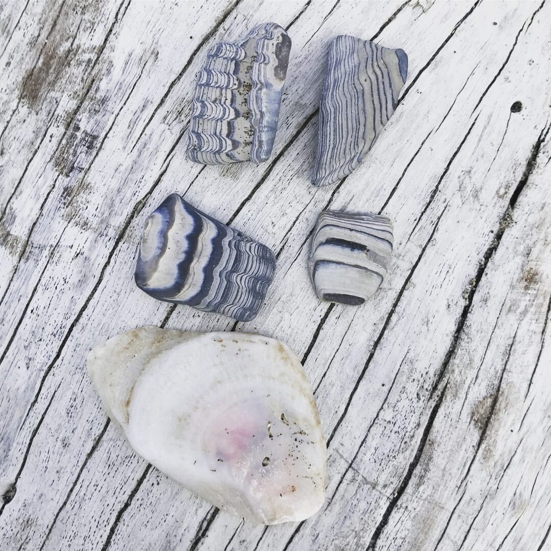 Beach stones and a shell collected from the shore